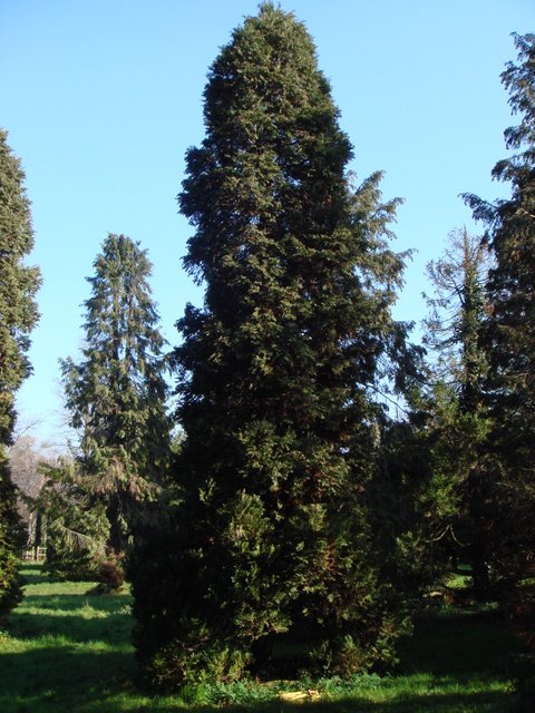Chamaecyparis lawsoniana 'Allumii'